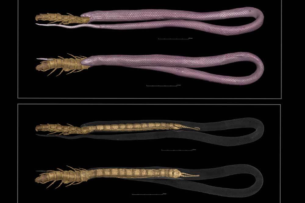 Omurgalılara 3 Boyutlu Bakmak 3