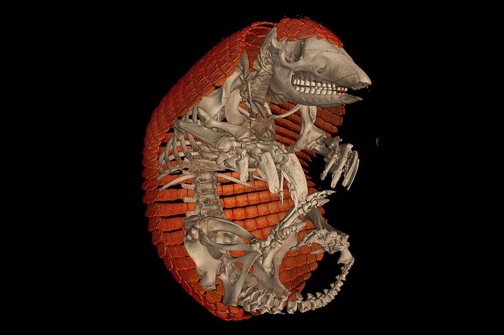 Omurgalılara 3 Boyutlu Bakmak 2