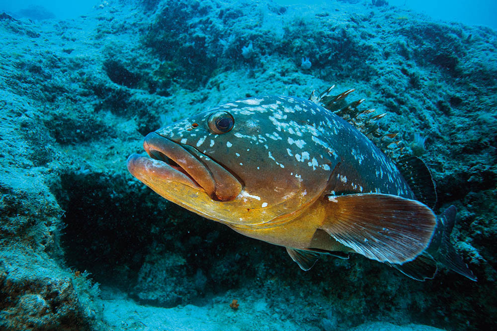 Orfoz: Resifin Efesi Beyazperdede 1