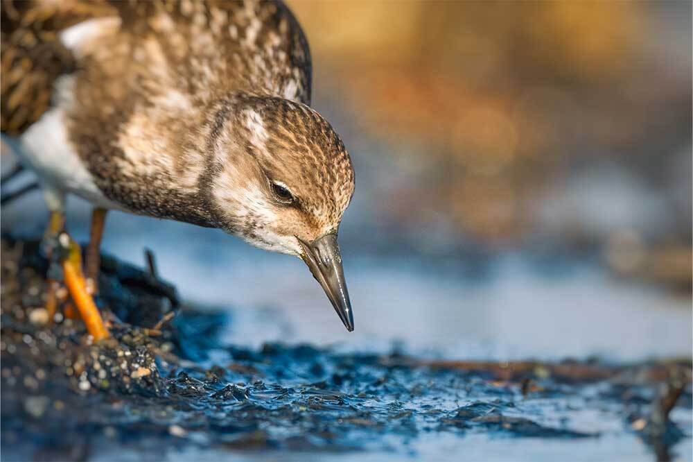 Türkiye’deki 5 Kıyı Kuşu Türü Tehlike Altında 2