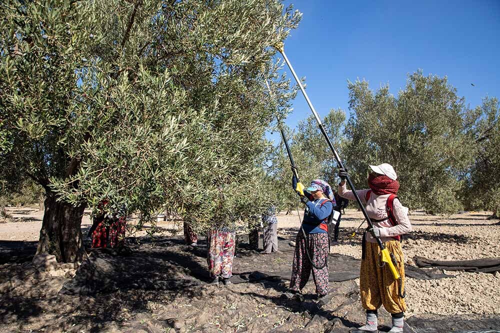 Zeytin Hasadı Kuşaklar Boyu Yaşasın 4