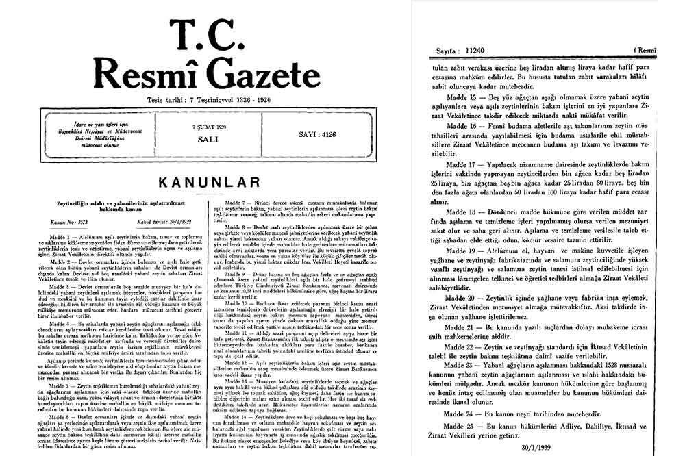 Zeytinlikler Kazandı 1