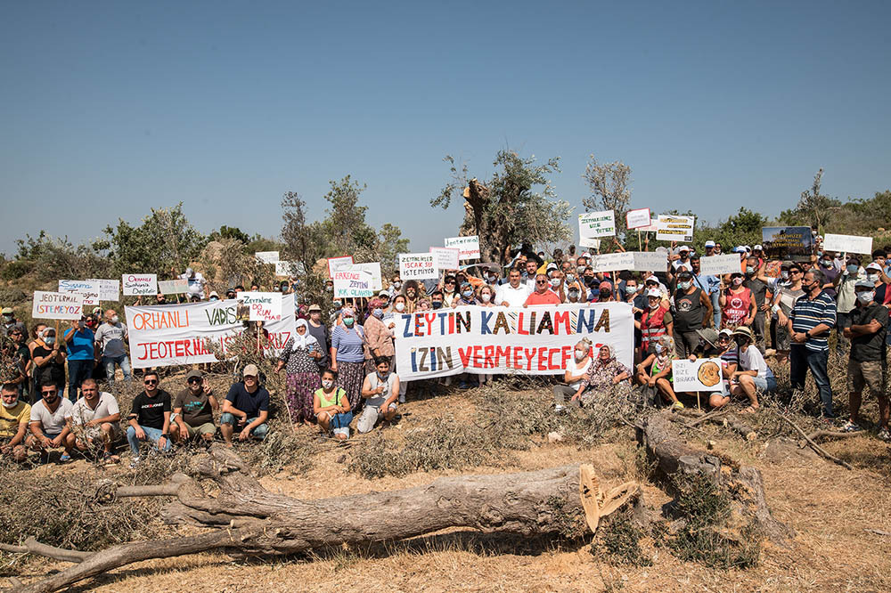 Zeytinlikleri Yok Eden Yönetmeliğe Tepki 1
