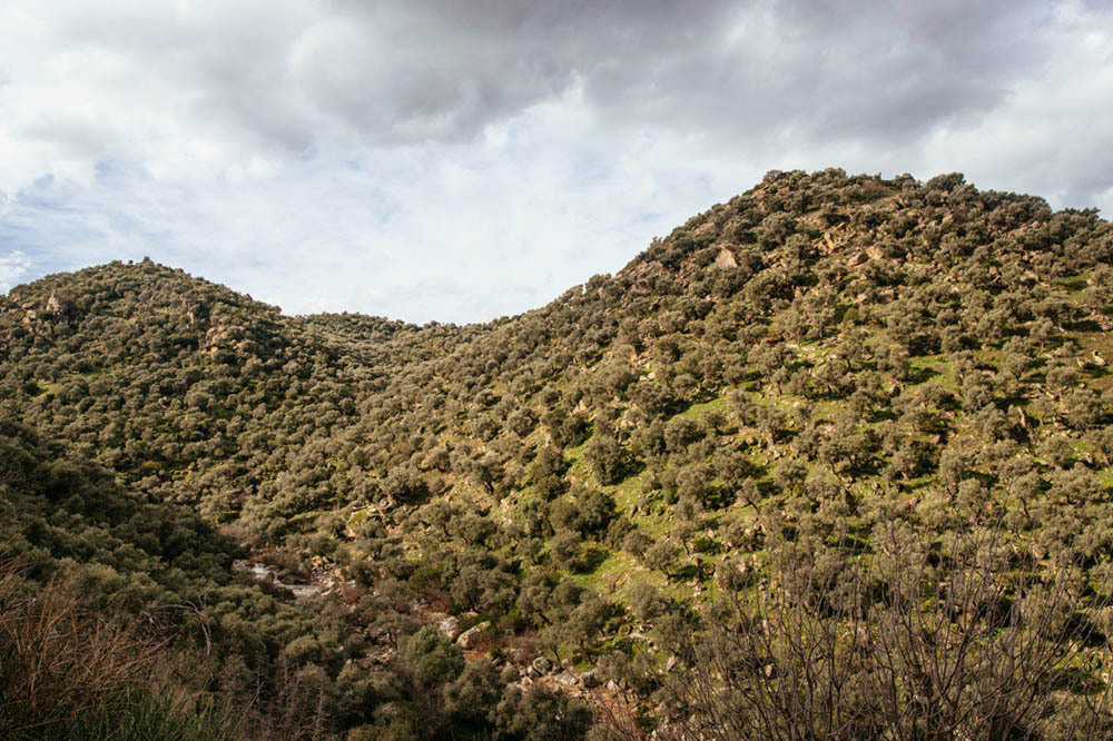 Zeytinlikleri Yok Eden Yönetmeliğe Tepki 3