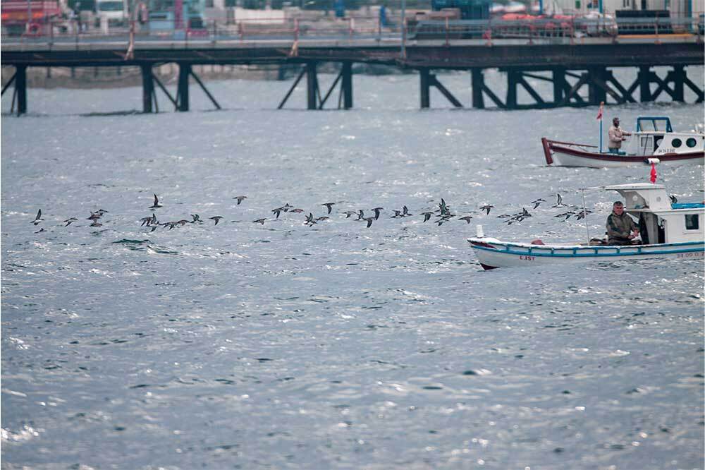 Yelkovanlara 7/24 Takip