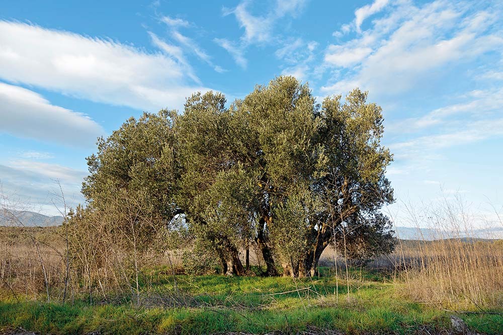 Zeytin: Mücadelenin Meyvesi