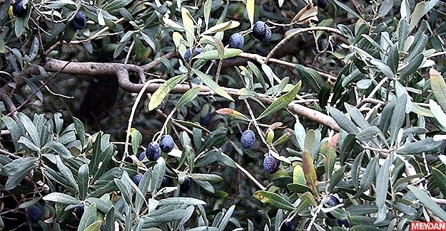 Zeytin Üreticileri Çaresiz...