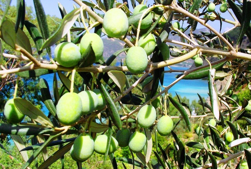 Zeytinlikler Valilere Emanet