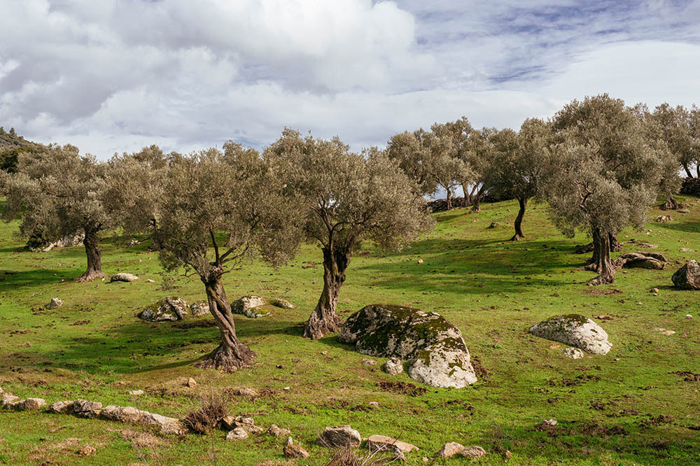 Zeytinlikleri Yok Eden Yönetmeliğe Tepki